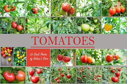 Tomatoes growing in organic farm, an Industrial Photo by Helene's store