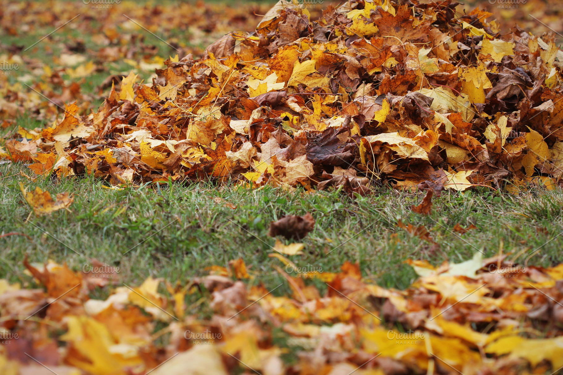 Pile of fallen dried autumn leaves o, a Nature Photo by Vaivirga