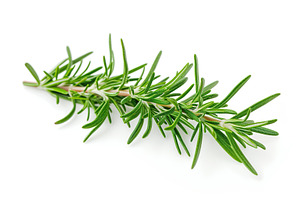 Rosemary twig isolated on white background, a Food & Drink Photo by AlyaAnd