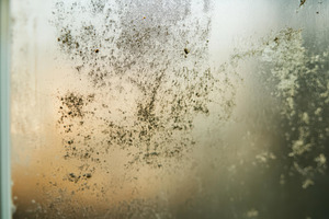 Mold growth on a bathroom window due, a Photo by Tanuart