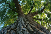 98 Trees view from below, a Nature Photo by Handmadefont (Thumbnail 36 of 98)