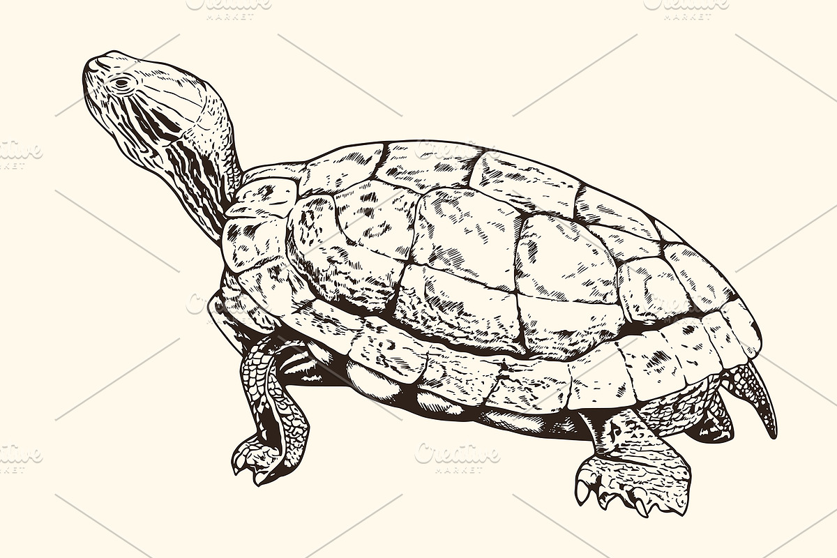Hand Drawn Animals, an Animal Illustration by Artspace (Photo 6 of 6)