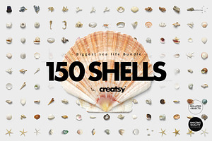 150 Shells Bundle Isolated Objects