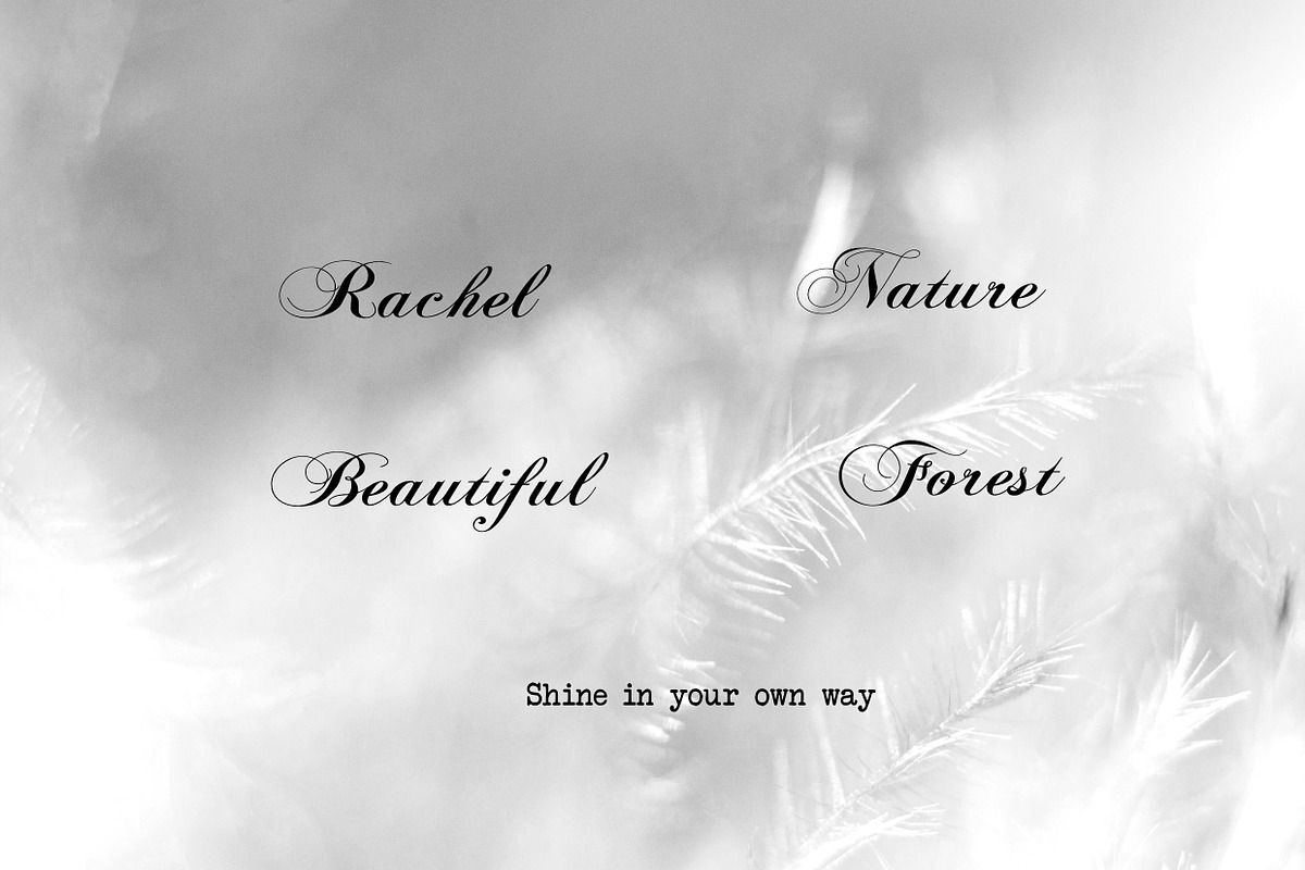 Coelogyne Script - Calligraphy Font, a Script Font by Scandy Font (Photo 6 of 6)