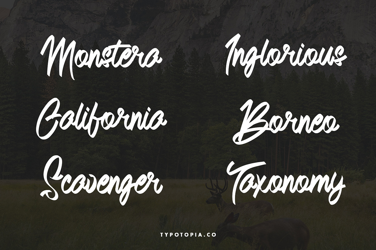 Andals Script Typeface, a Script Font by edukka (Photo 4 of 7)