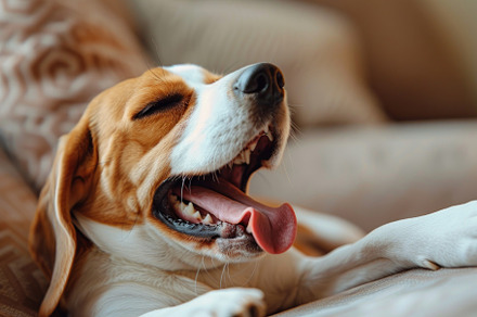 Cozy Beagle Enjoying a Relaxing Yawn on a Comfy Sofa - Generativ, an Animal Photo by José Manuel Gelpi