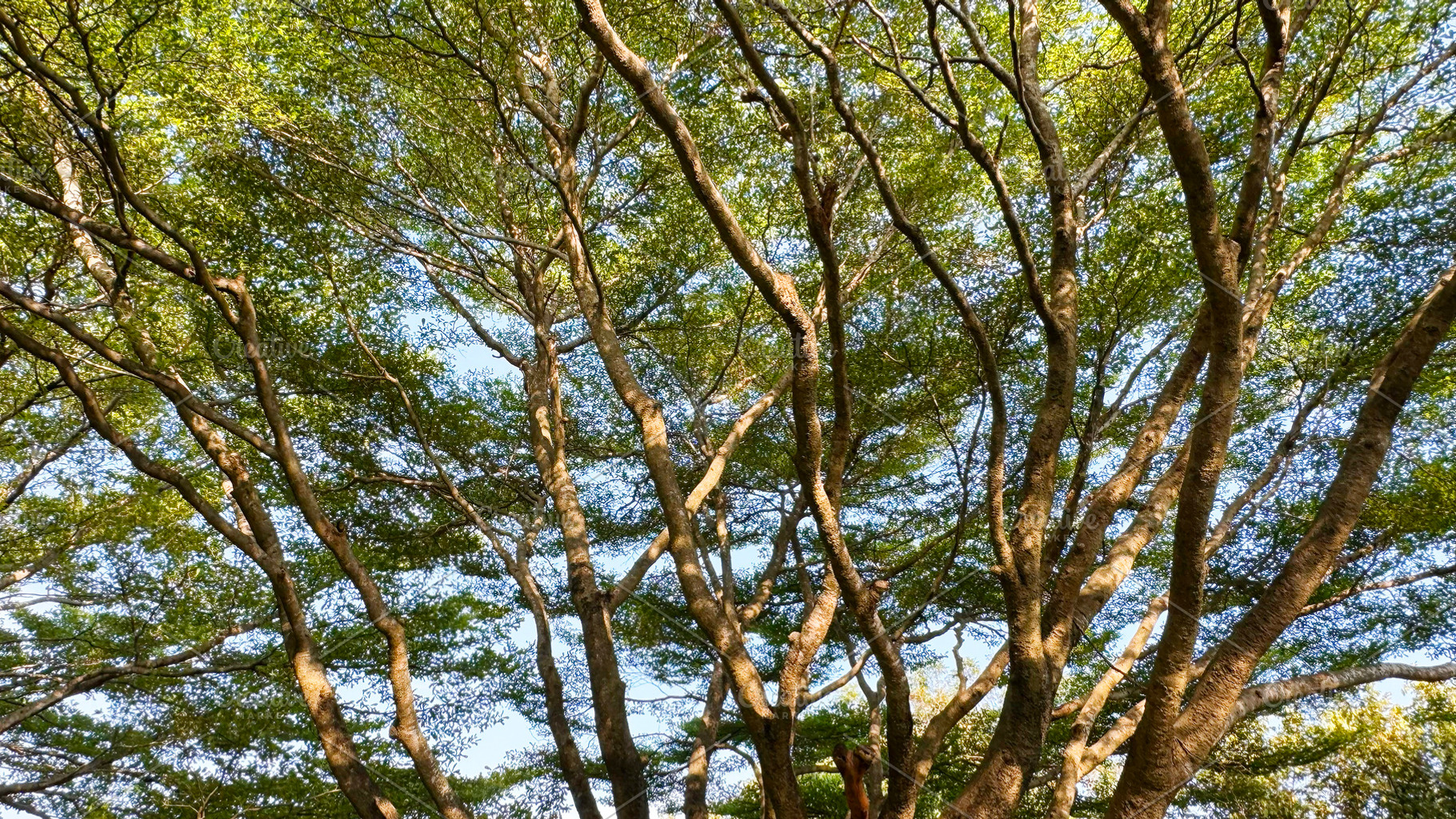 Tree with sunlight in the garden, a Nature Photo by ArtBackground