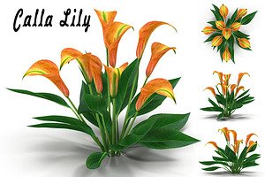 Calla Lily Orange