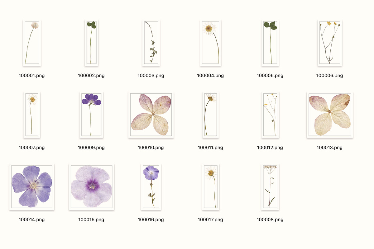 Herbarium Elements 17 PNG, a Nature Photo by Lembrik's Artworks (Photo 5 of 6)