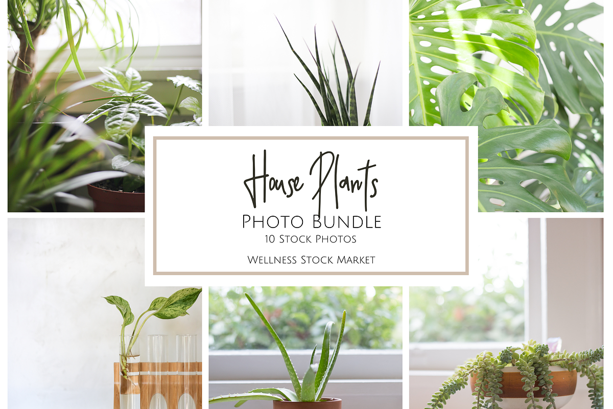 Living with Plants Photo Bundle, a Nature Photo by Wellness Stock Market (Photo 1 of 11)
