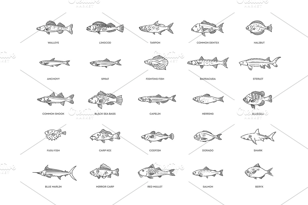 Marine and Ocean Fish Types, an Outline Icon by Tettygreen (Photo 1 of 2)