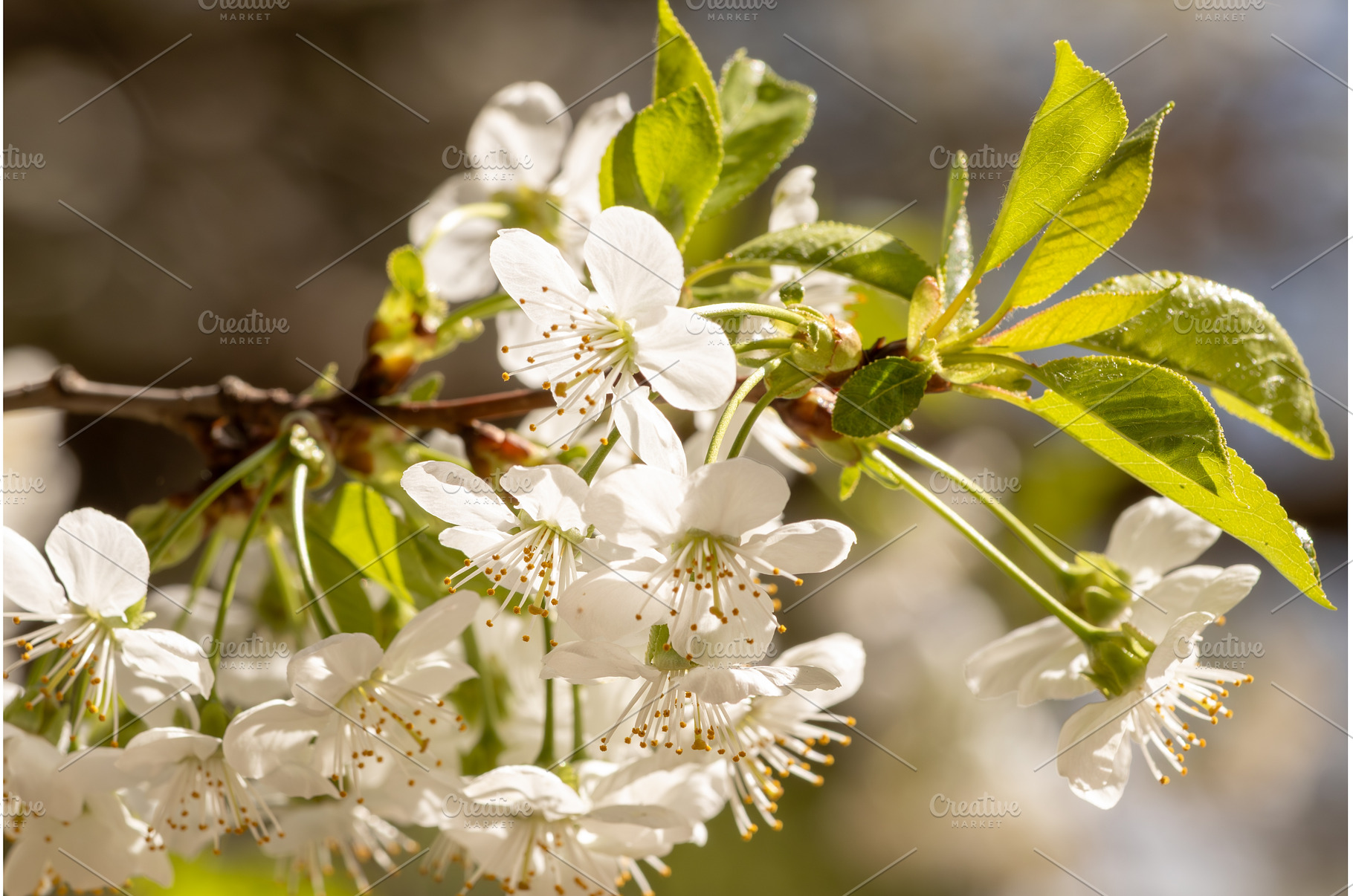 Blooming White Cherry Tree Branches, a Nature Photo by BeOGraphic