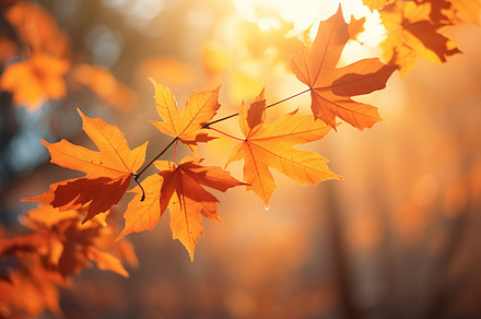 Maple leaves in autumn at sunset. Be, a Photo by LOGOCREATIVE