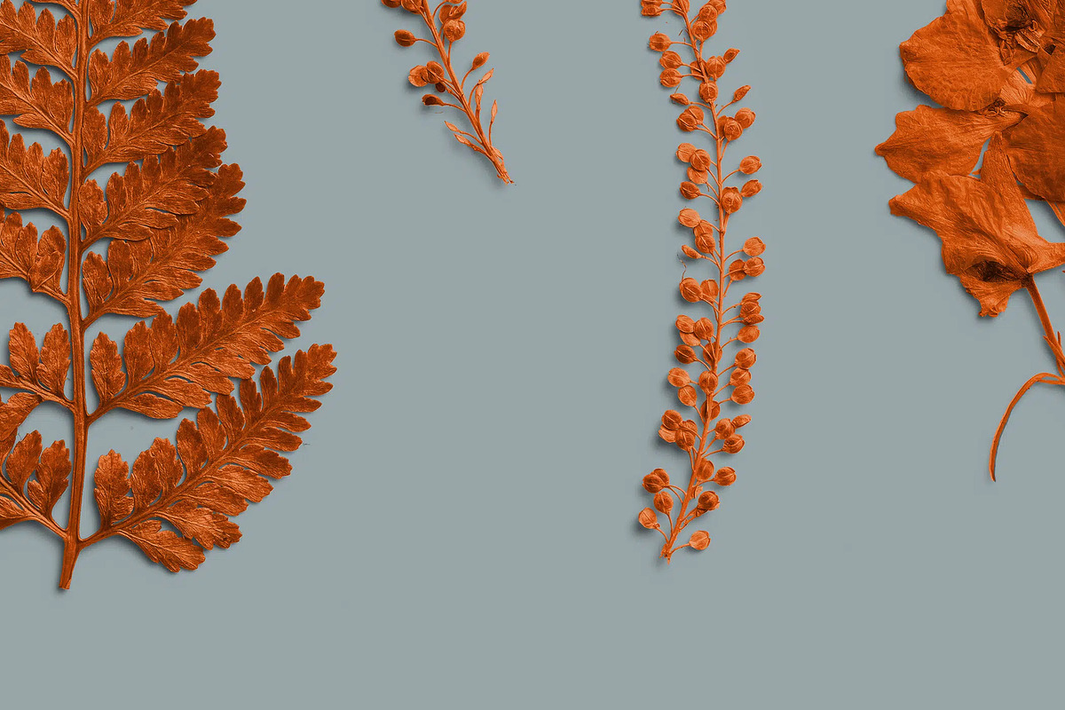 Terracotta Pressed Botanical PNG, an Object Graphic by Custom Scene