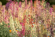 Pink Wildflowers in Bloom – Soft Pas, a Nature Photo by Silent Nature (Thumbnail 5 of 5)