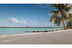 Palm tree swaying on a tropical, a Nature Photo by Goinyk
