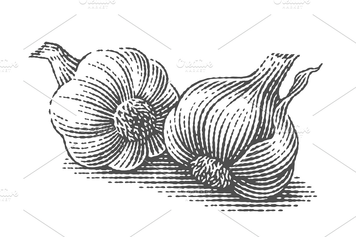 Garlic set engravings #2, a Food Illustration by Irina Trusova (Photo 3 of 6)