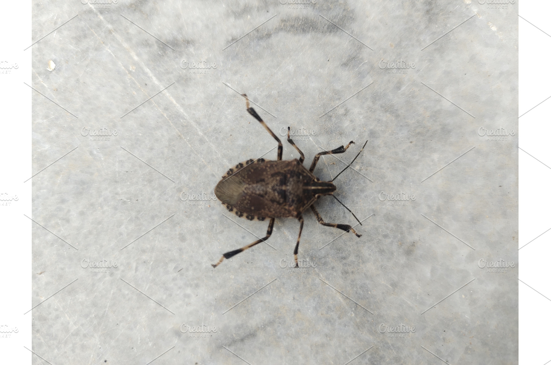 a stink bug on marble, an Animal Photo by LogosDen