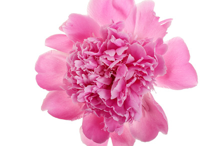 Pink peony flower isolated on white background close up stock photo, a Nature Photo by NataPhoto