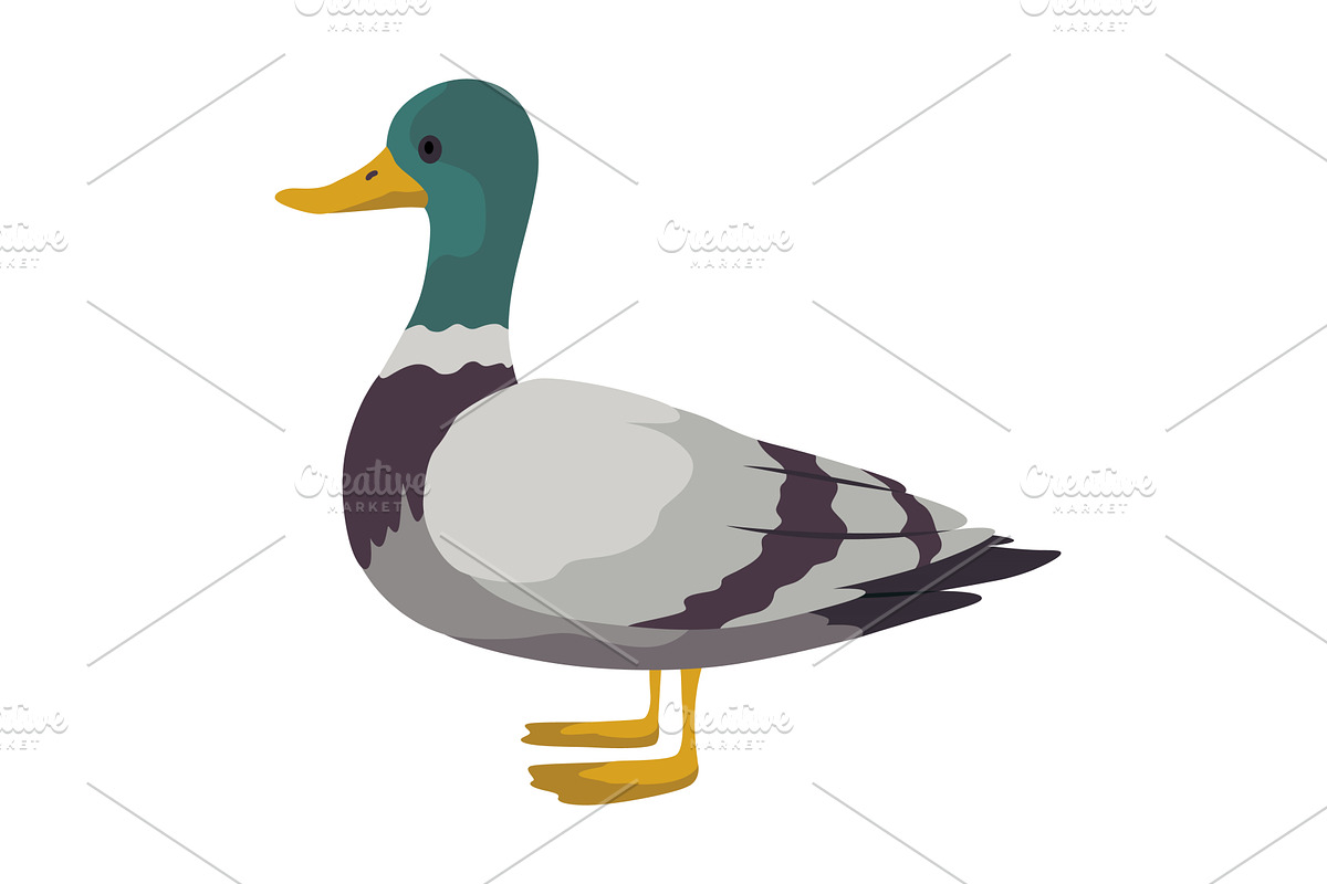 City bird, icon. European colorful, an Animal Illustration by the8monkey