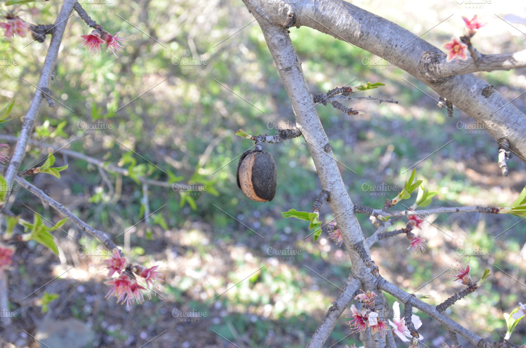 Almond Tree Blossoms Containing Nature Blossom And Almond