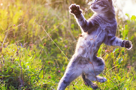 Funny striped cat jumping on a green featuring cat, pet, and animal, an Animal Photo by nataba