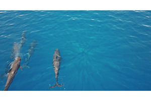Dolphins whales swimming in crystal, an Animal Photo by Goinyk