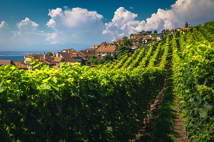 Grapes in Vineyard preview 2