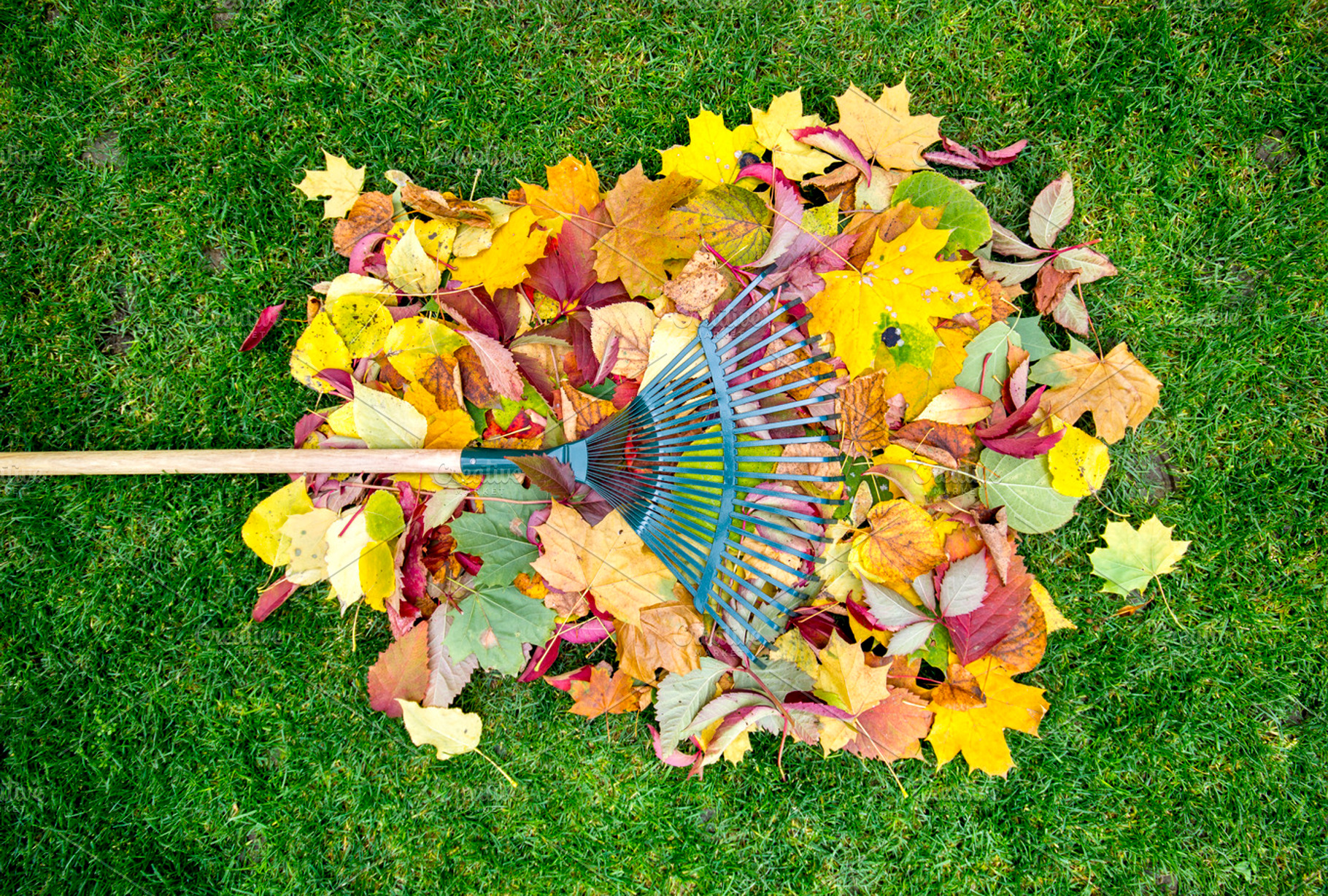 Rake on a wooden stick and colored  autumn foliage collecting grass clippings, an Industrial Photo by Life For Photo