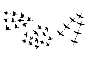 Black silhouettes of flying birds on, a Graphic by Stock-Smart-Start