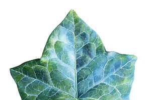 watercolor illustration ivy leaf.