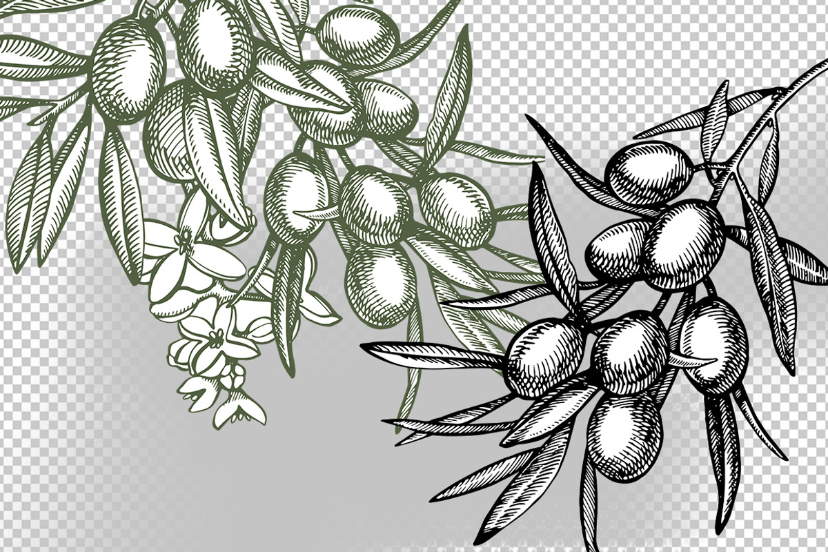 Olive branches vector illustration, a Food Illustration by Ann Astro (Photo 5 of 7)