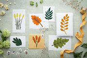 29 Leaf Leaves Natural Plant Element, a Decorative Illustration by jongcreative (Thumbnail 2 of 6)