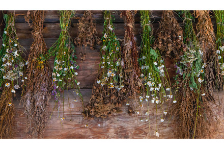 Bouquets of medicinal herbs to dry, a Nature Photo by yanadjana