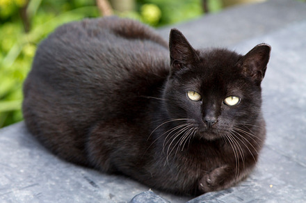 Cat featuring cat, black, and feline, an Animal Photo by tetxu
