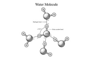 Diagram of Water Molecule Bonds, an Illustration by AlexArt