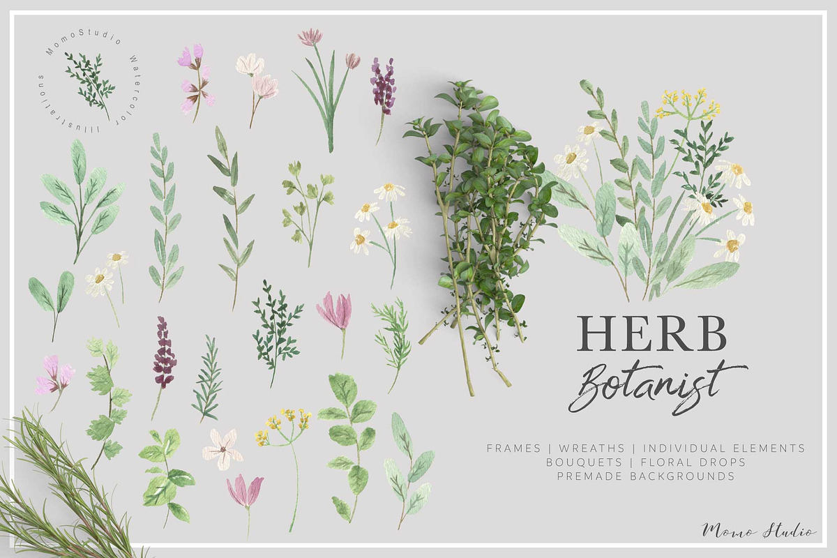 HERB BOTANIST watercolor clipart, a Decorative Illustration by Momo Studio (Photo 1 of 15)