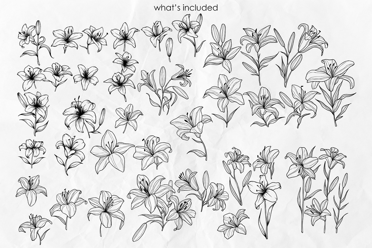 Lily Flowers Line Art SVG, an Object Graphic by Dervik Art Store (Photo 3 of 8)
