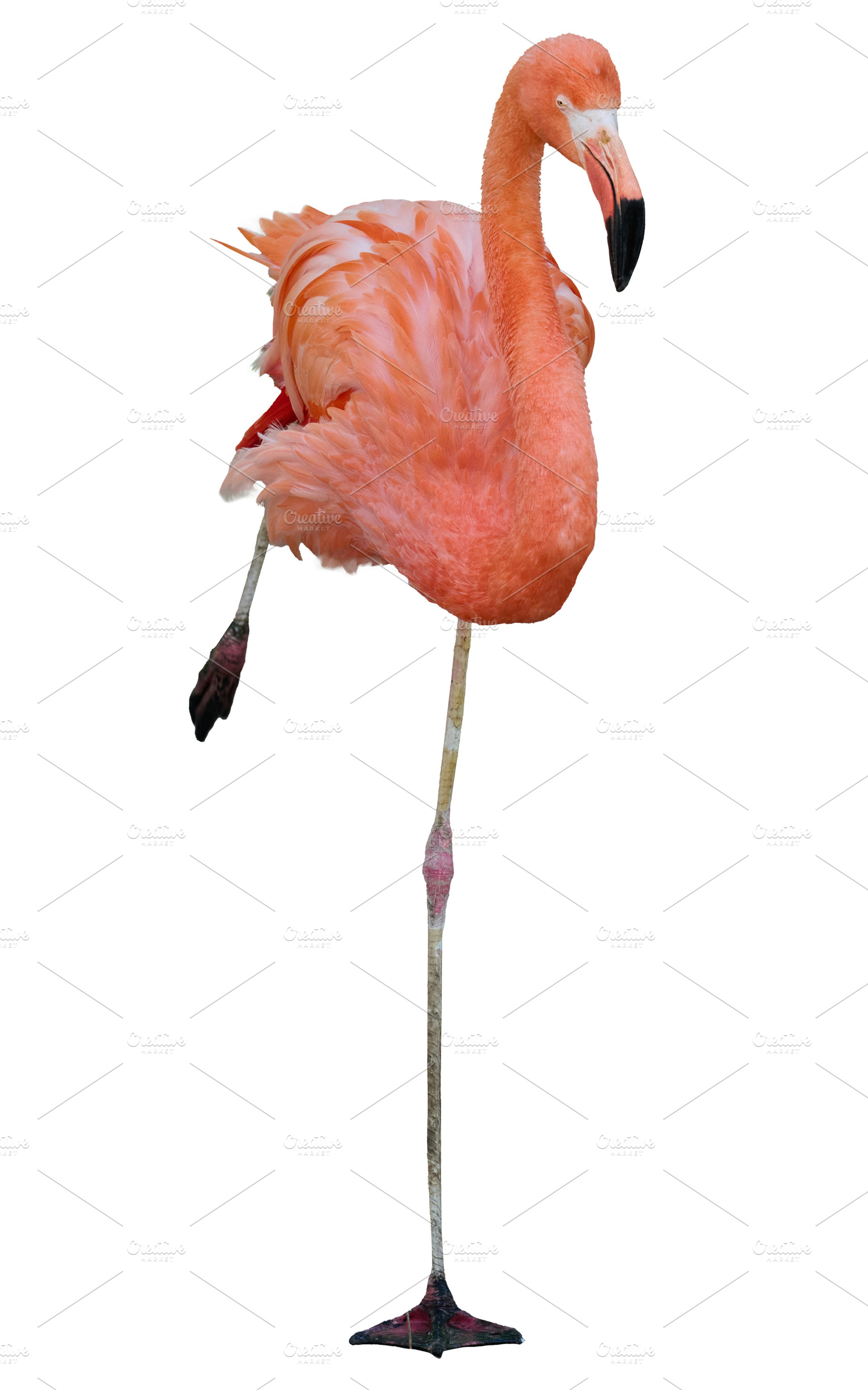 A pink flamingo standing in its characteristic pose on one long, an Animal Photo by ndanko