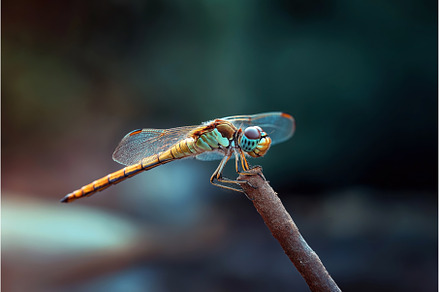 Bee on leaf preview 2