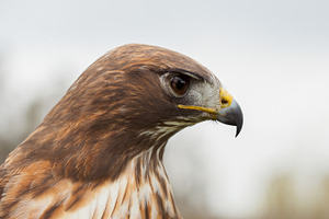 Red tailed hawk closeup portrait