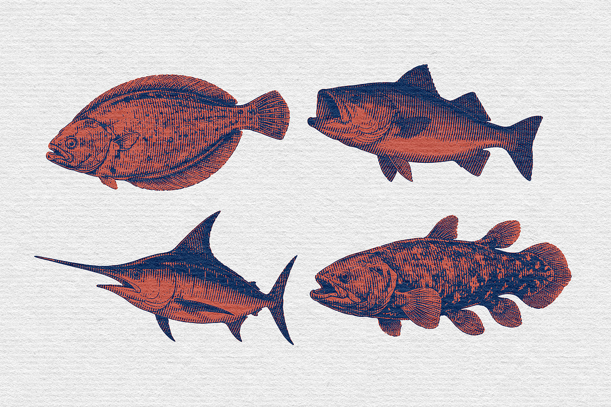Vintage Fish Engraving, an Animal Illustration by Kaizla03 (Photo 2 of 7)