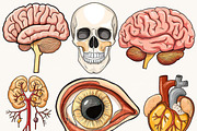 Vector Human Anatomy Clipart, a Person Illustration by Design Scotch (Thumbnail 4 of 9)