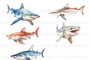 Watercolor Shark Clipart, Shark PNG, an Animal Illustration by BrushstrokeArtGB (Thumbnail 6 of 9)