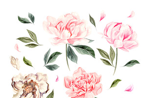 Hand Drawn Watercolor Blooming Peony