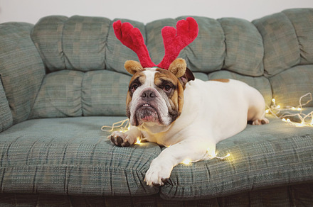 English Bulldog Outdoor preview 5