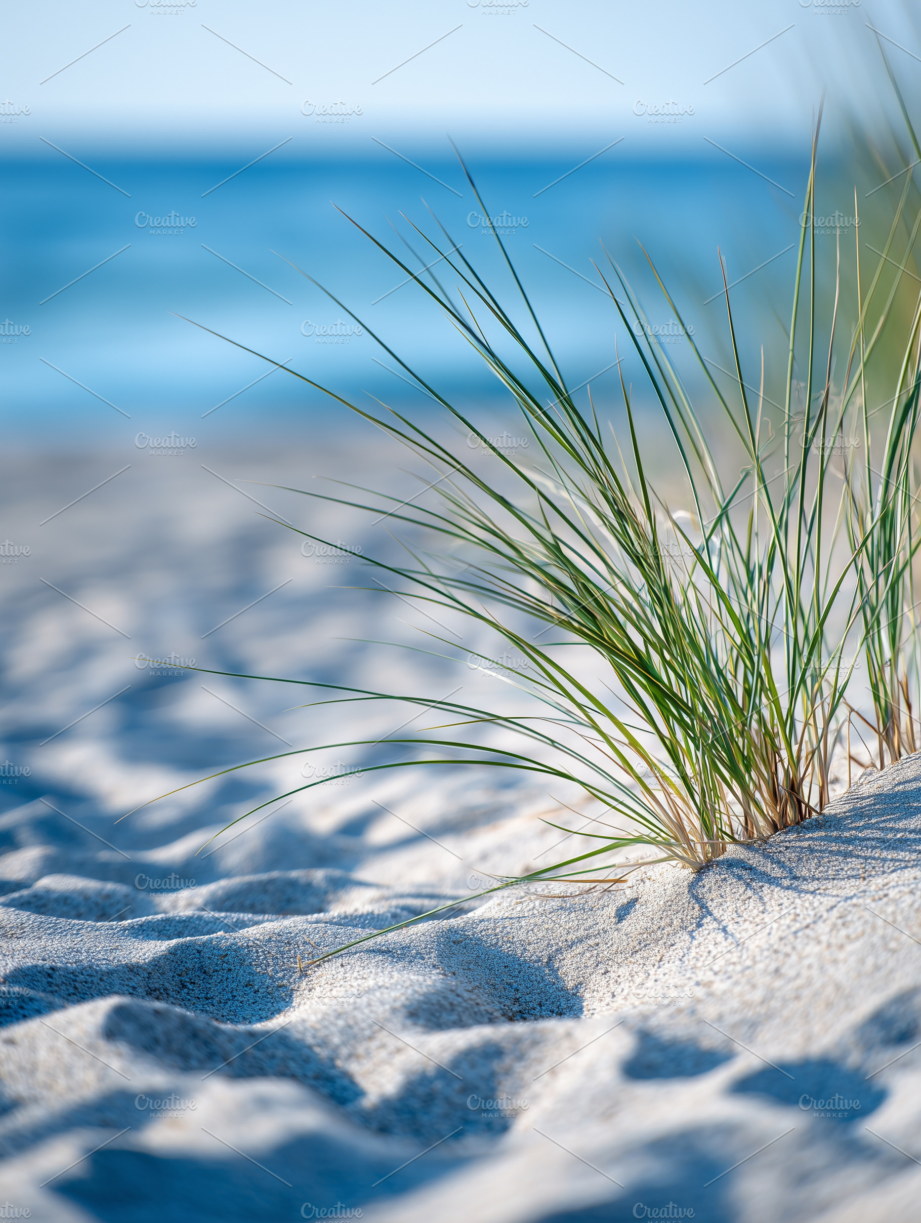 Green beach grass growing in sand, a Nature Photo by MistyDay