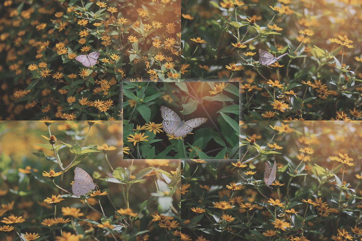 Butterfly Photo Pack, an Object Graphic by Salman Photocreative (Photo 3 of 4)