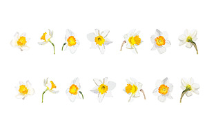 Vector Object Brushes. Daffodils