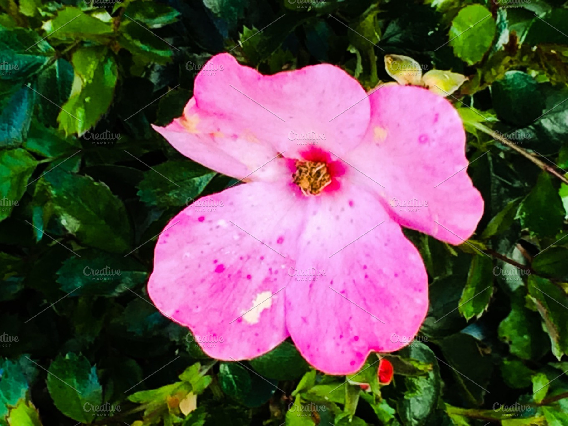 Wouldn't it be lovely, a Nature Photo by Hannah K photography